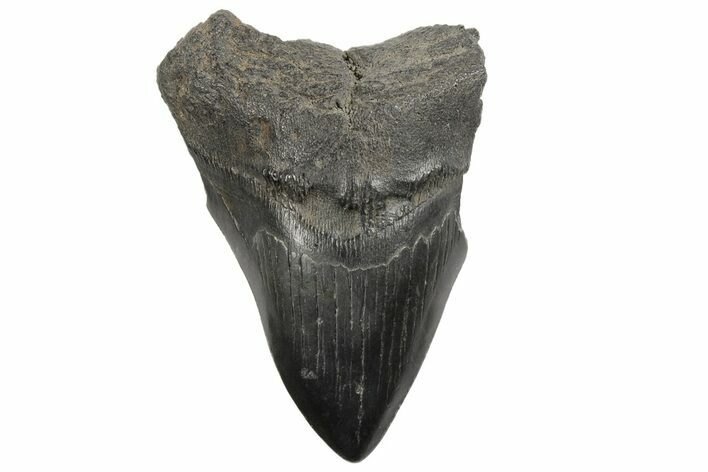 Bargain, Fossil Megalodon Tooth - South Carolina #168323